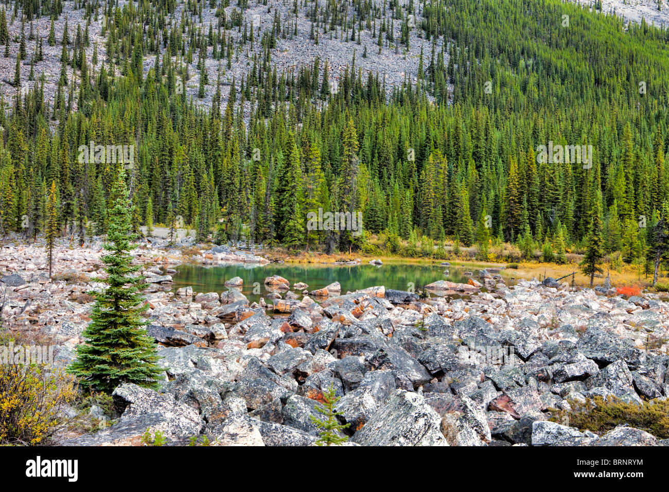 Campo di roccia, il Parco Nazionale di Jasper, Alta., Canada Foto Stock