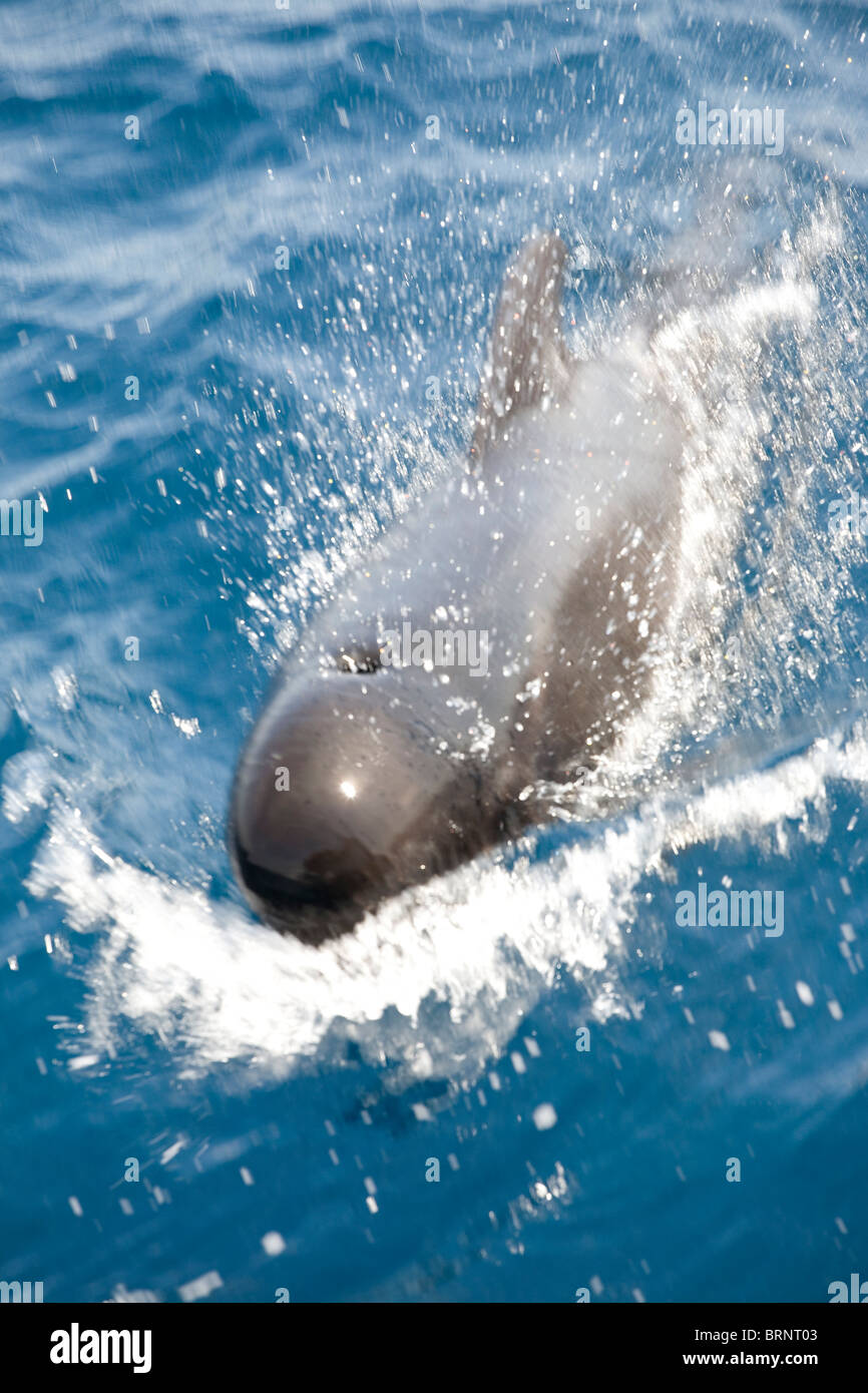 La balena pilota wild blowhole motion blur mare spagna Foto Stock