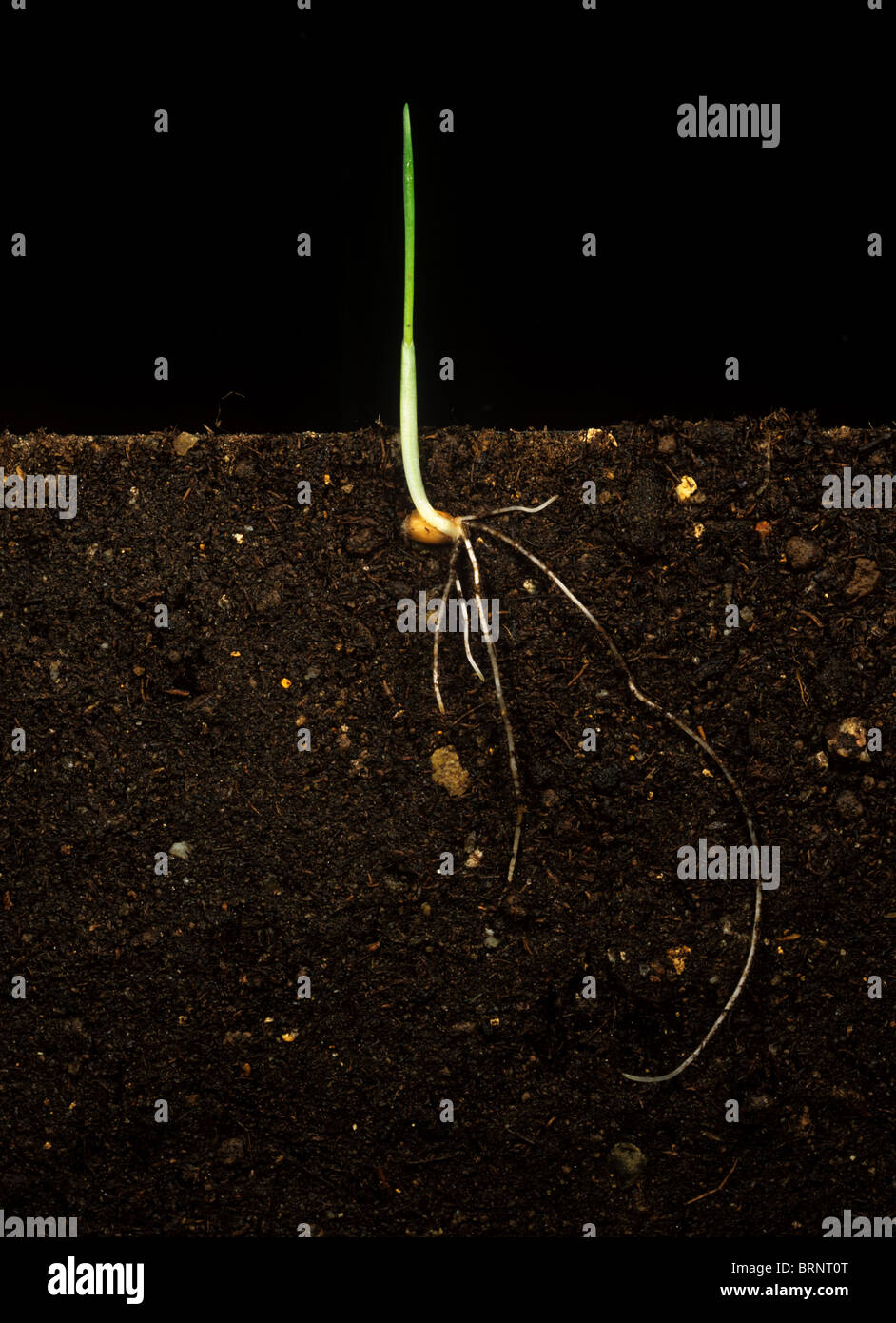 La pianticella di grano con emergente prima foglia in coleoptine e sviluppo di sistema root Foto Stock