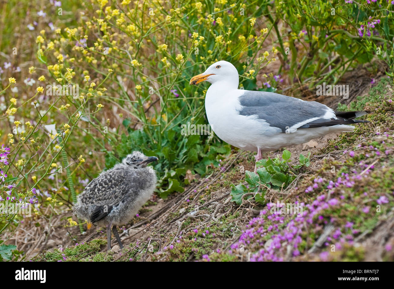 Gabbiano occidentale, Larus occidentalis, adulti e giovani, San Francisco, California, Stati Uniti d'America Foto Stock