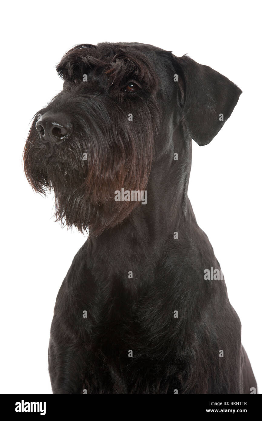 Un gigante nero (schnauzer Riesenschnauzer) su uno sfondo bianco Foto Stock