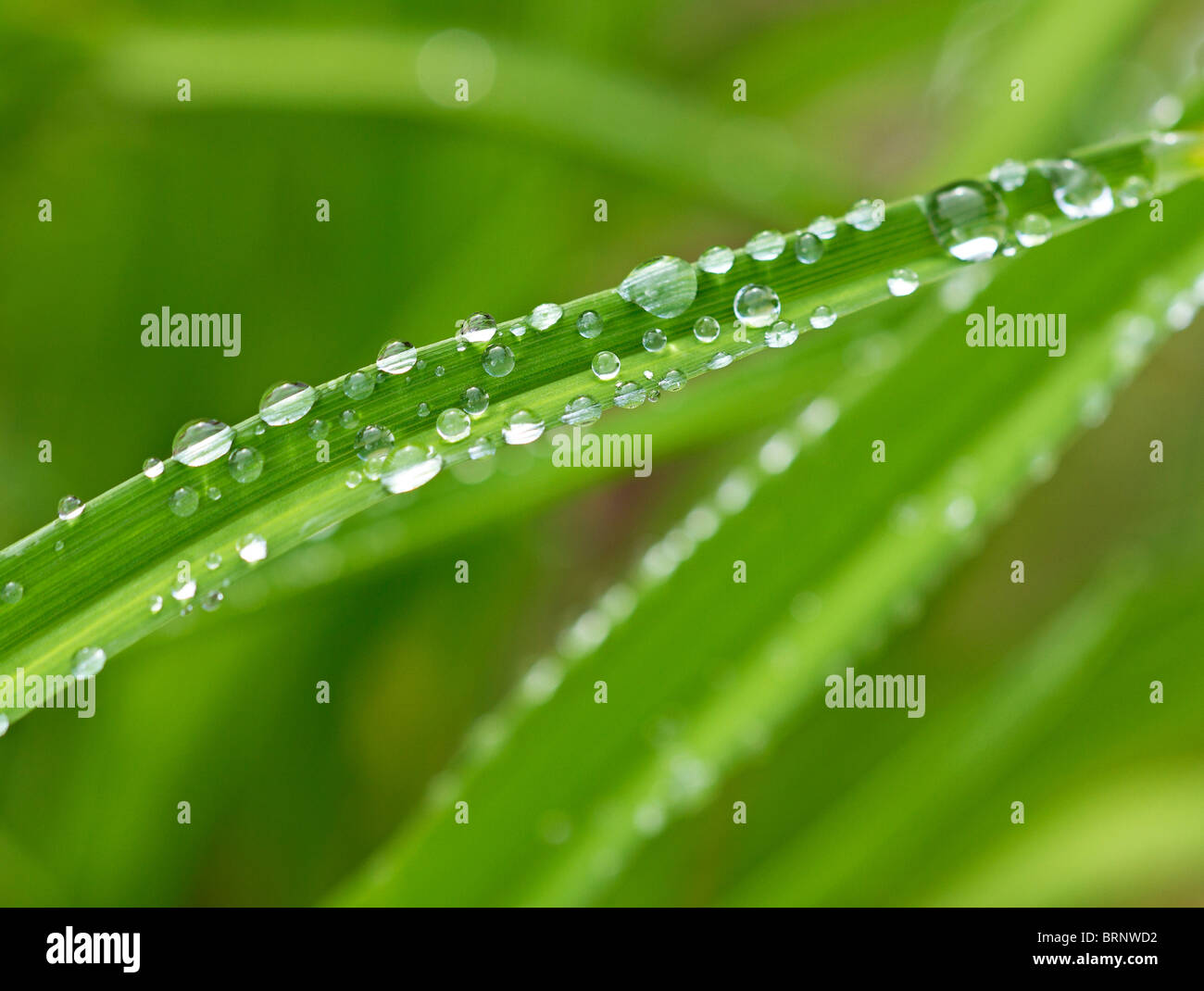 Le goccioline di acqua sulle lame di balestra in autunno, REGNO UNITO Foto Stock