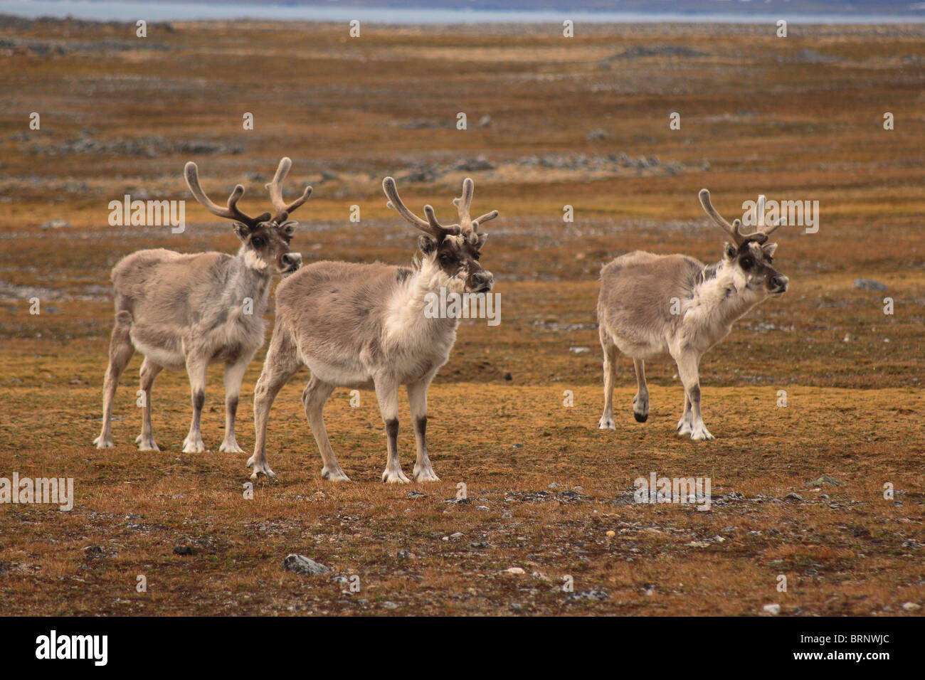 Tre piedi di renne nella tundra paesaggio, Spitsbergen Foto Stock