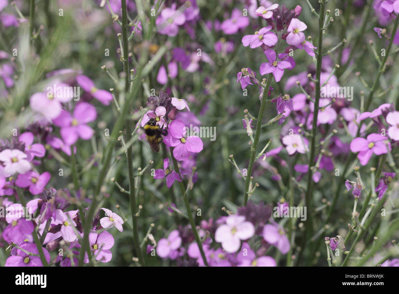 Bee visitando Ladies Smock fiori Foto Stock
