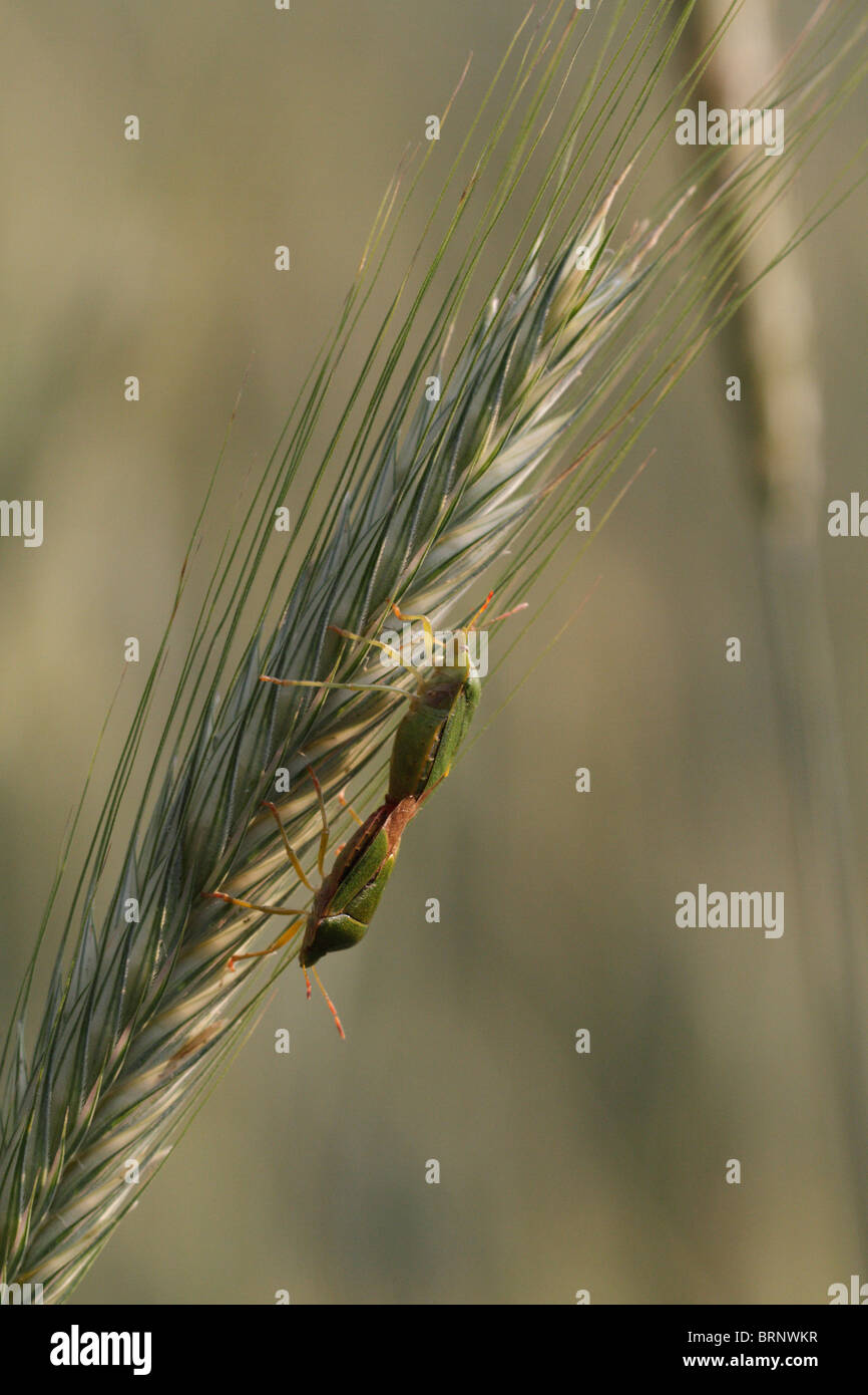 Due scudo verde bug (accoppiamento Palomena prasina) Foto Stock