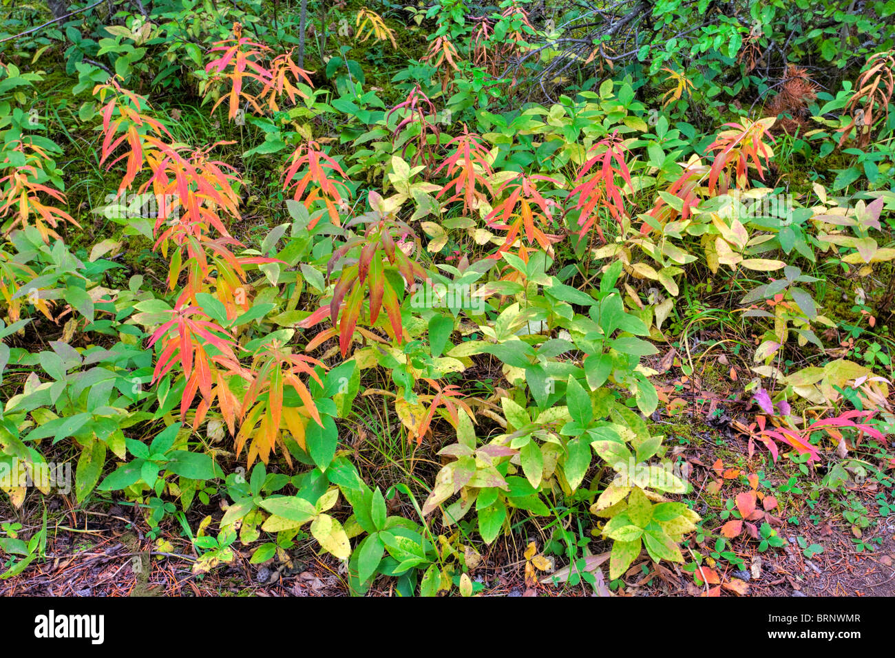 Canyon Johnston, Salix piante, il Parco Nazionale di Banff, Alta, Canada Foto Stock