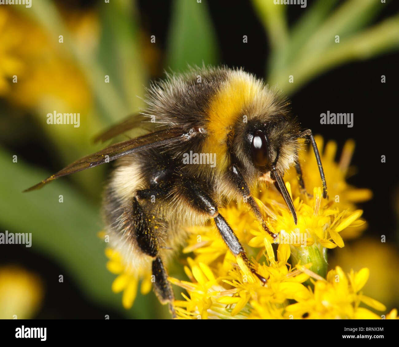 Bumble Bee alimentazione su un fiore giallo Foto Stock