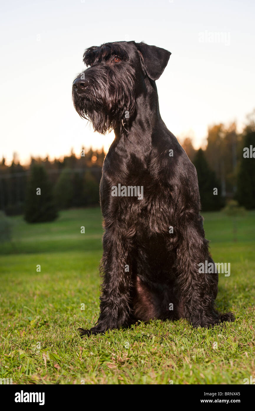 Un cane reisenschnauzer in una impostazione di autunno Foto Stock