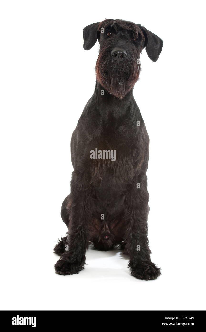Un gigante nero (schnauzer Riesenschnauzer) su uno sfondo bianco Foto Stock
