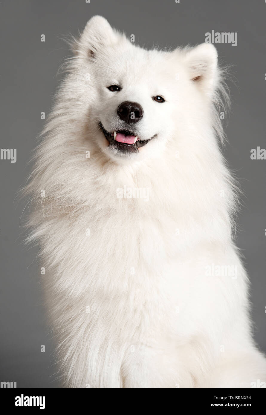 Ritratto di un simpatico cane Samoiedo Foto Stock