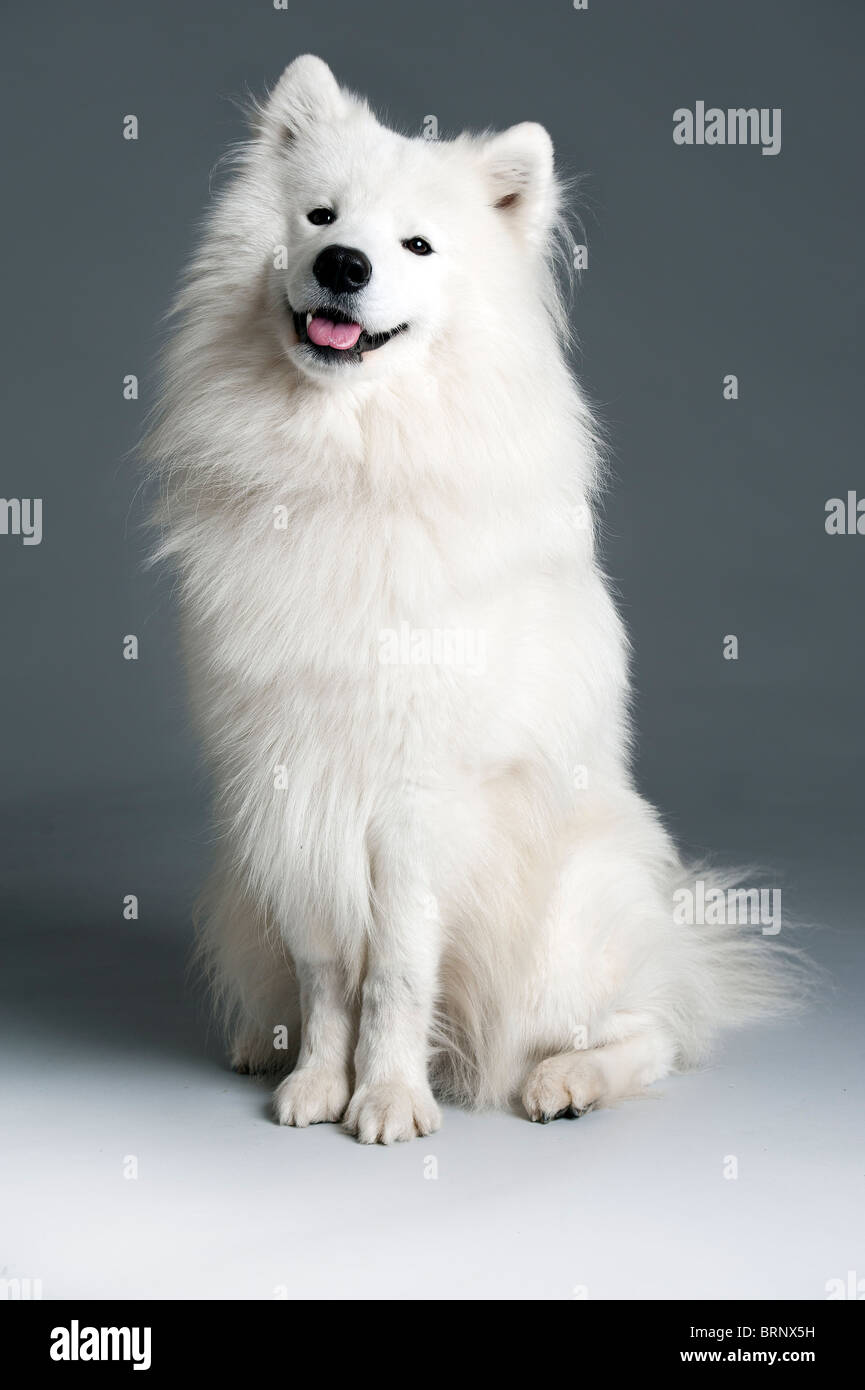 Ritratto di un simpatico cane Samoiedo Foto Stock