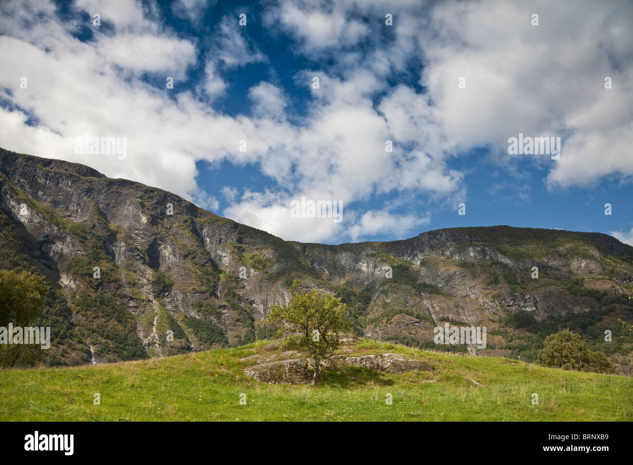 Paesaggio, albero singolo con contesto roccioso soleggiata cielo di nuvole, Norvegia Foto Stock