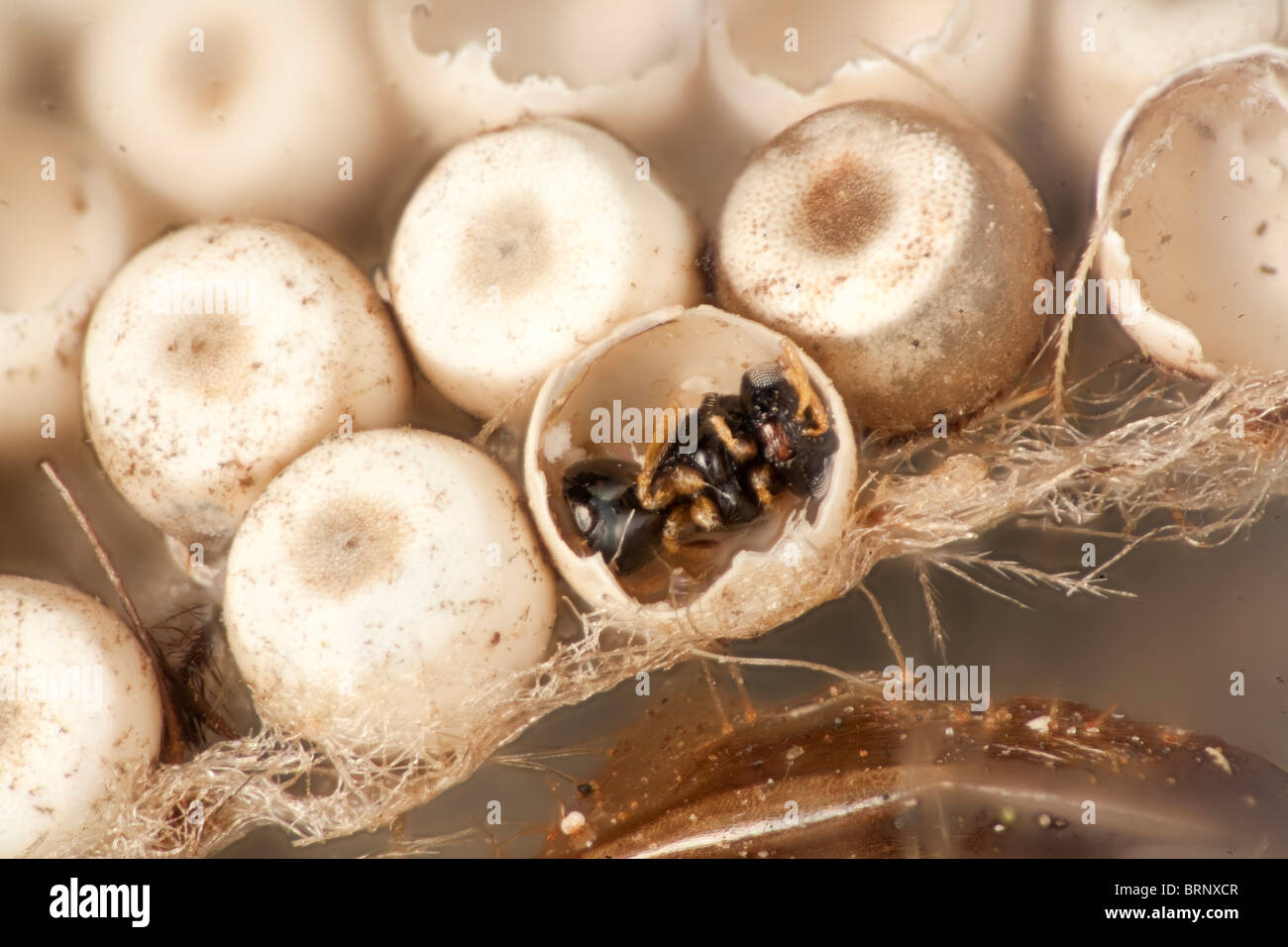Hi vista macro di una vespa parassita all'interno delle uova di un host di falena probabilmente la falena vaporer Orgyria antiqua Foto Stock