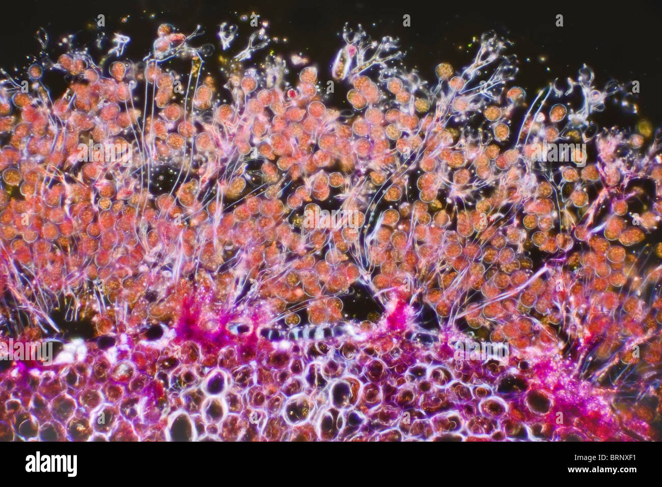 Spore fungine immagini e fotografie stock ad alta risoluzione - Alamy