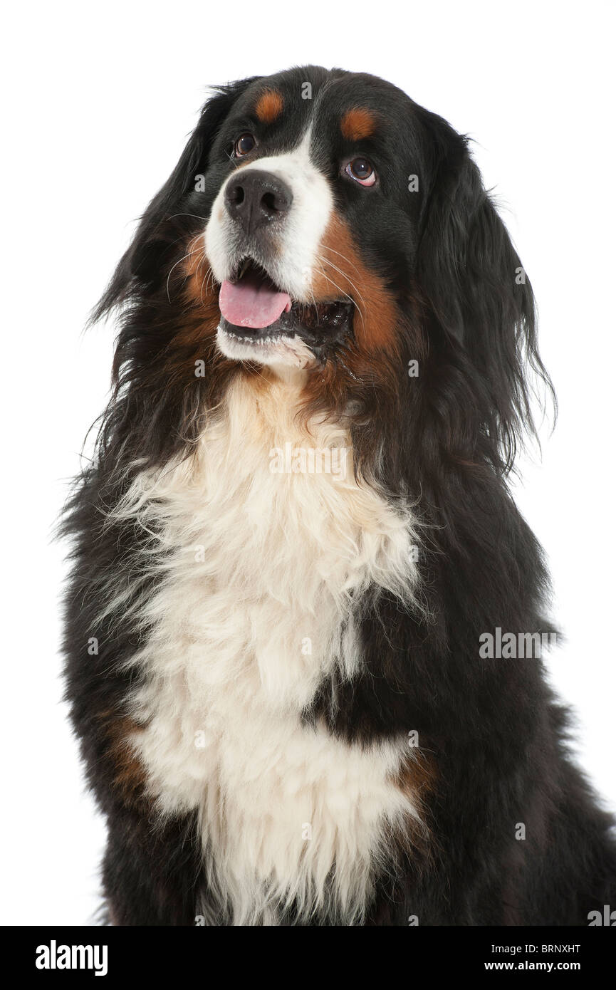 Un Berner sennen cane (Bouvier Bernois) su uno sfondo bianco Foto Stock