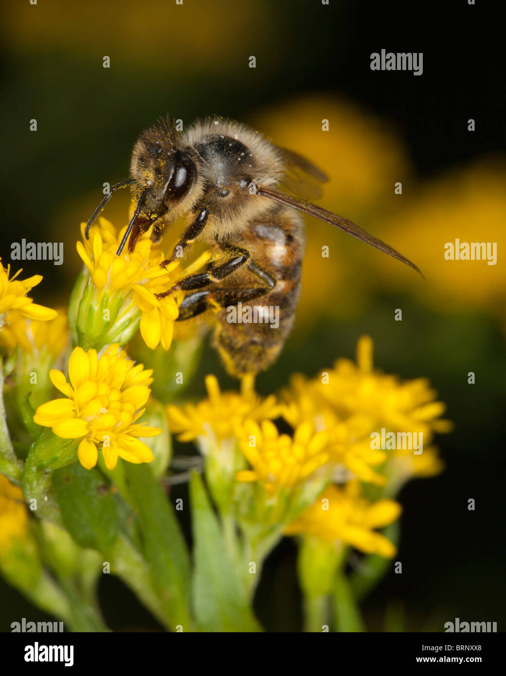 Il miele delle api alimentazione su un fiore giallo Foto Stock