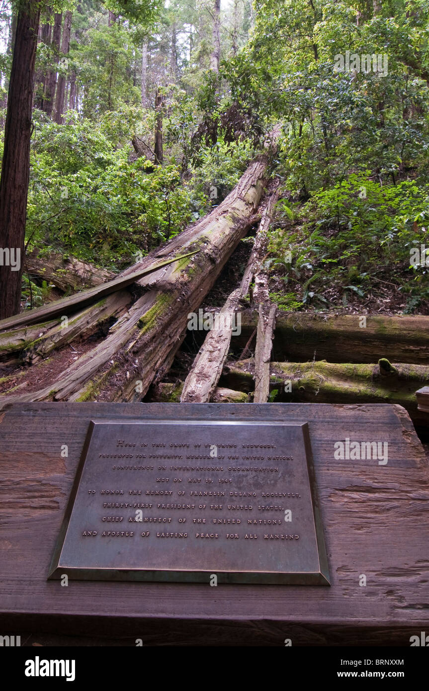 Vegetazione e Redwoods Costiere, Sequoia sempervirens, Muir Woods National Park, California, Stati Uniti d'America Foto Stock