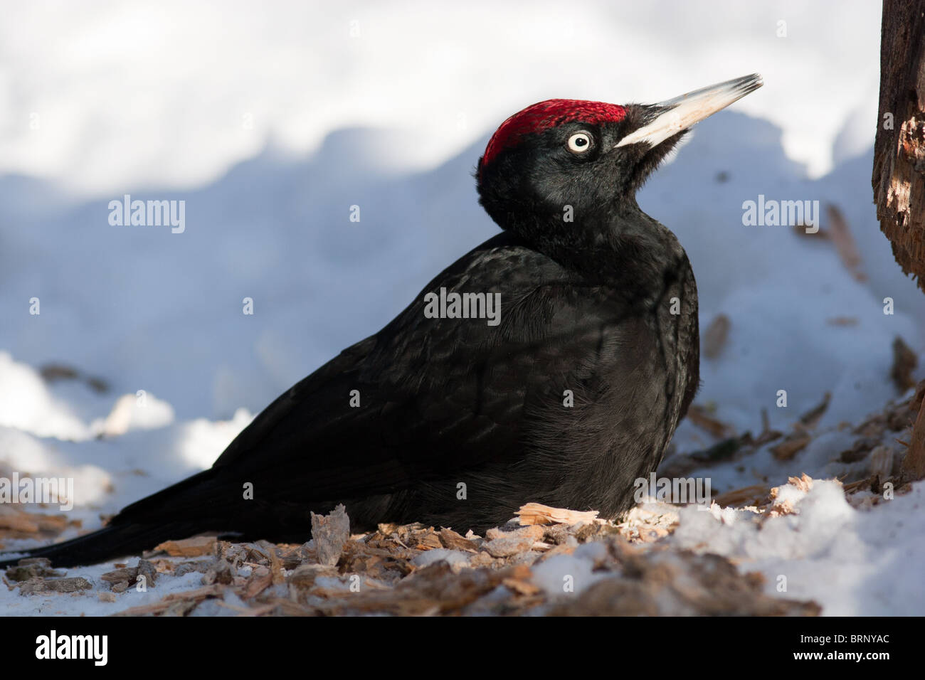 Il picchio nero (Dryocopus martius) è nella posizione di parcheggio. Foto Stock