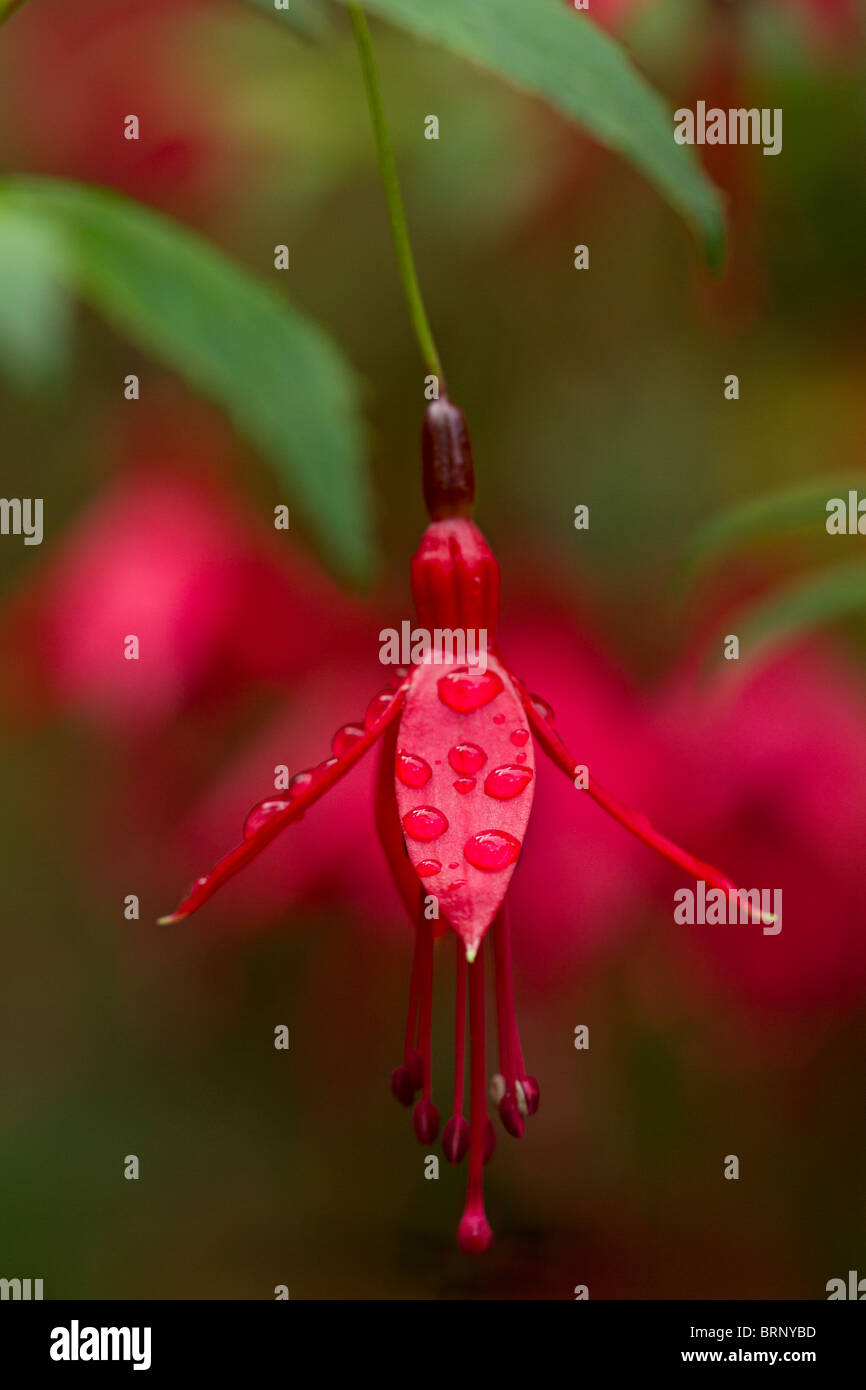 Incredibile singolo fiore fucsia con gocce di pioggia, varietà sconosciuto Foto Stock