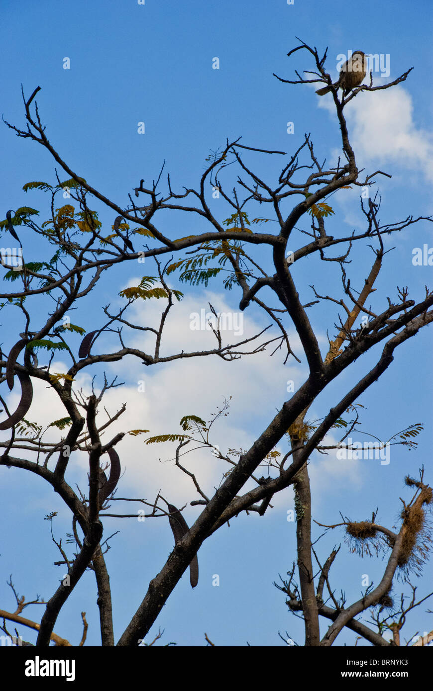 Bird su una filiale in Brasile Foto Stock