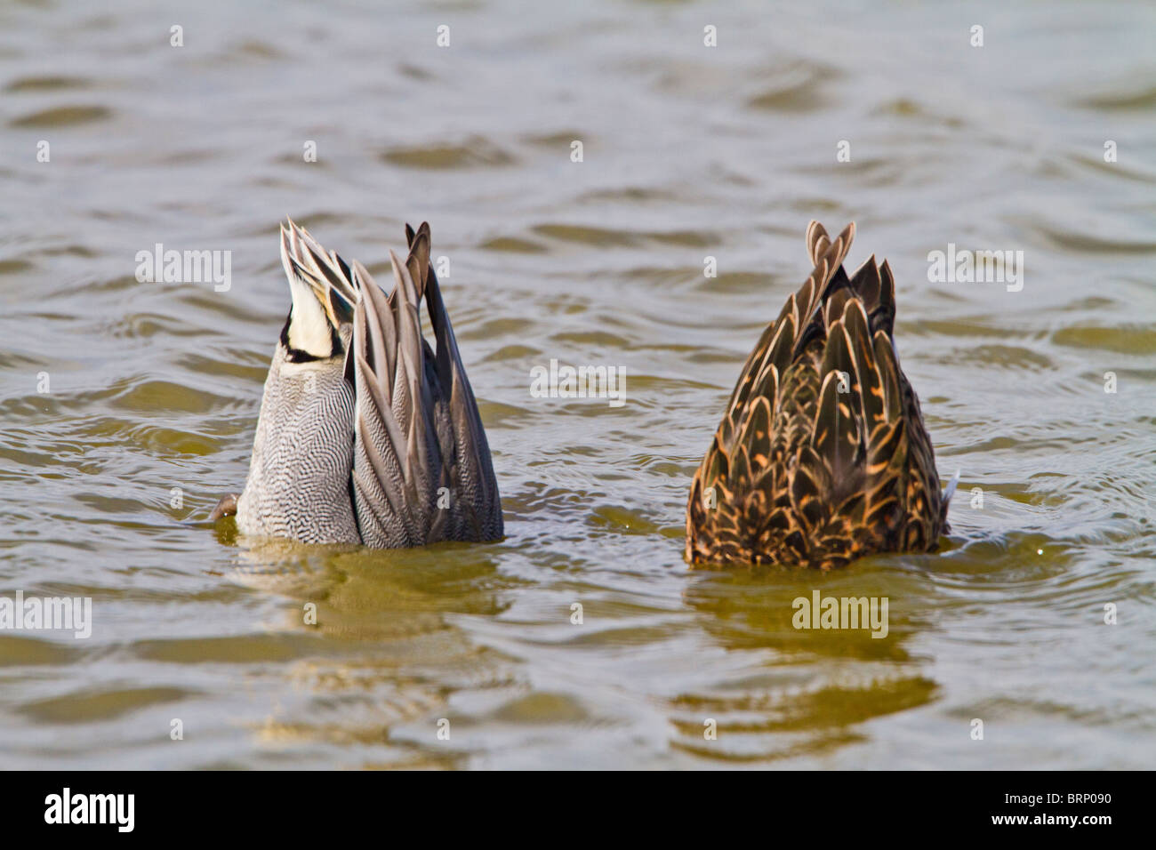 Teal ( Anas crecca ) coppia alimentazione Foto Stock