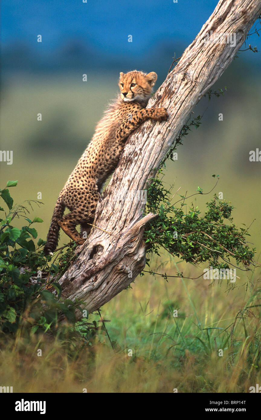 Cheetah cub su un log Foto Stock