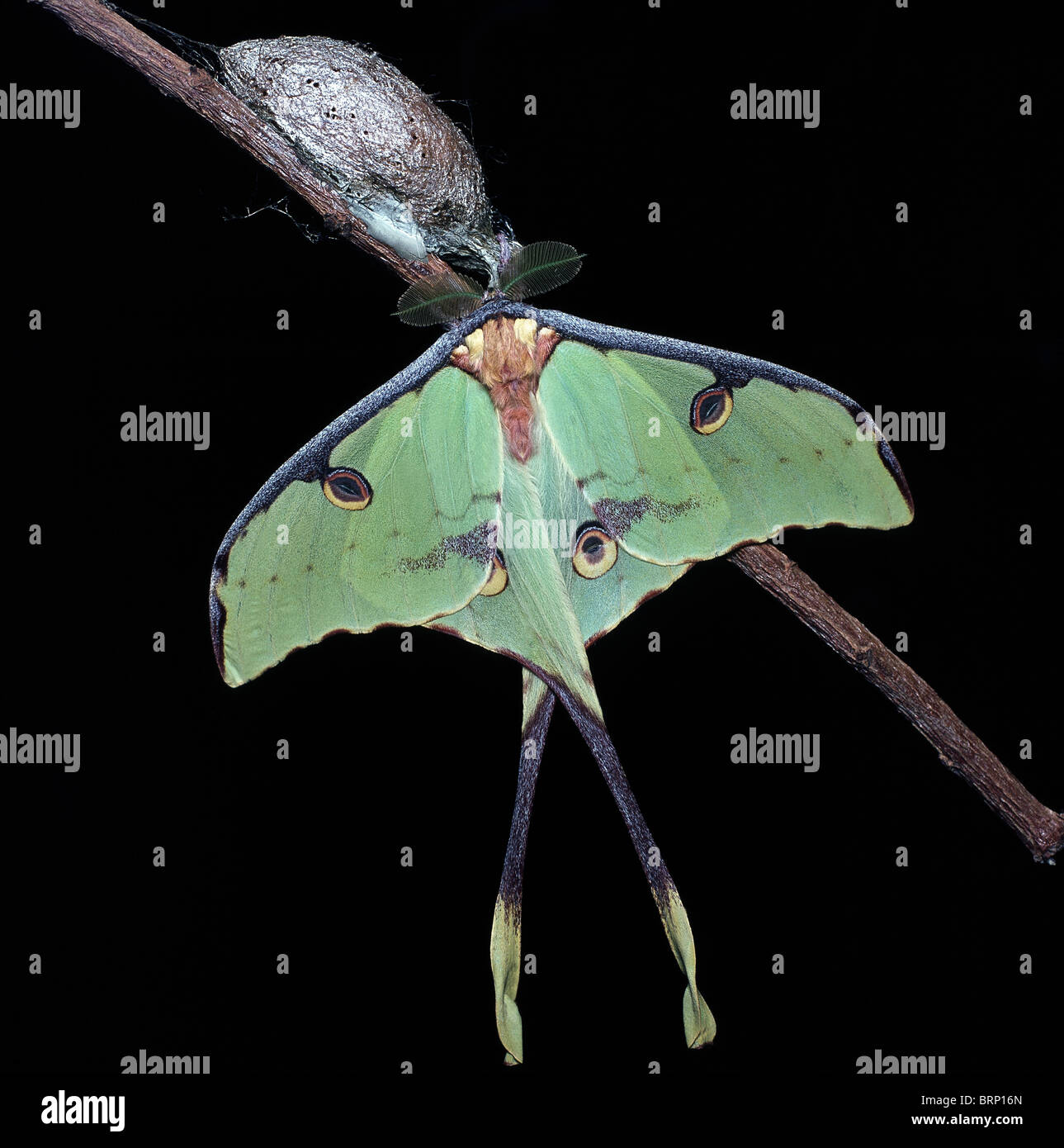 Lunar moth appena emerso dal suo bozzolo Foto Stock