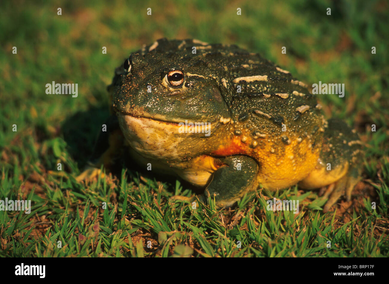 Bullfrog Foto Stock