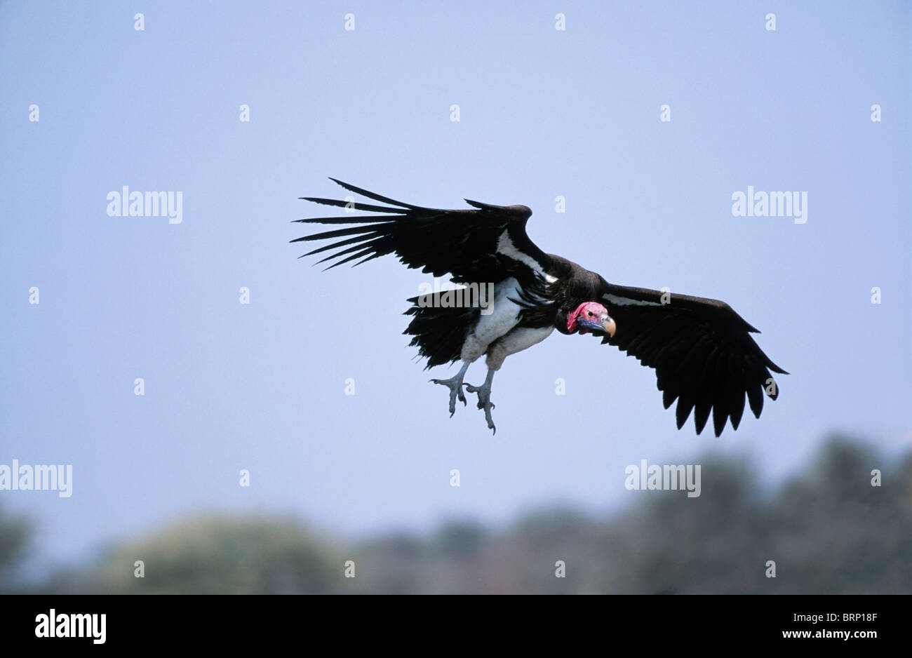 Un avvoltoio lappetfaced scendendo a terra con i piedi penzolanti e le ali distese Foto Stock