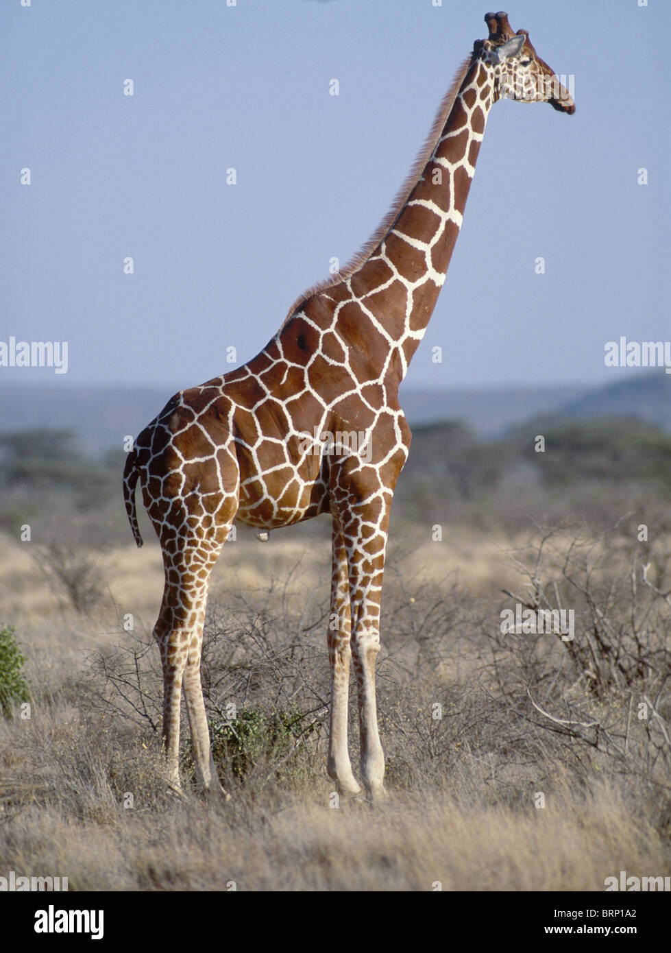 Un singolo traliccio giraffa visto di profilo permanente di bussola a secco Foto Stock