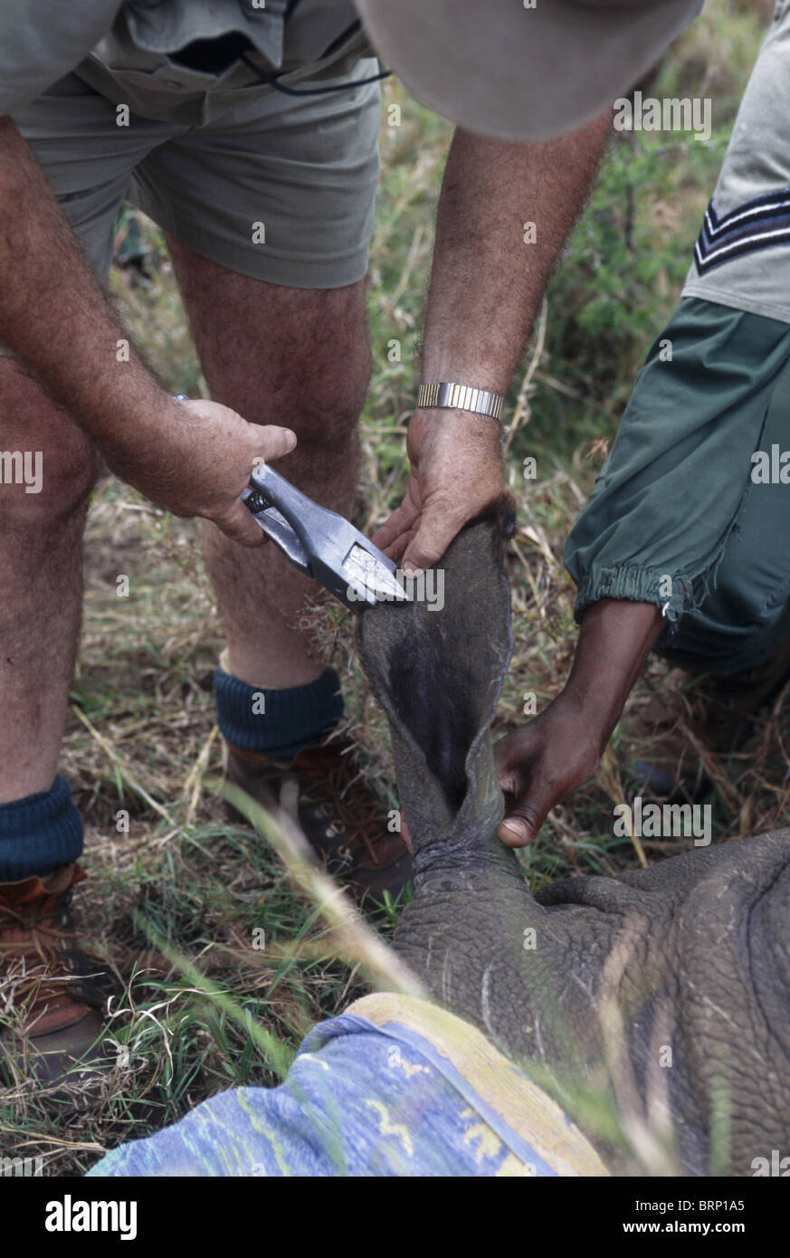 L'orecchio di un sfrecciato Young White Rhino è dentellata per scopi di identificazione da Natal Parks Board dipendenti Foto Stock