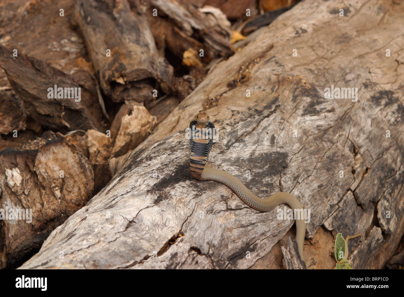 Un Mozambiquan sputare cobra impennarsi mostrando il suo cofano Foto Stock
