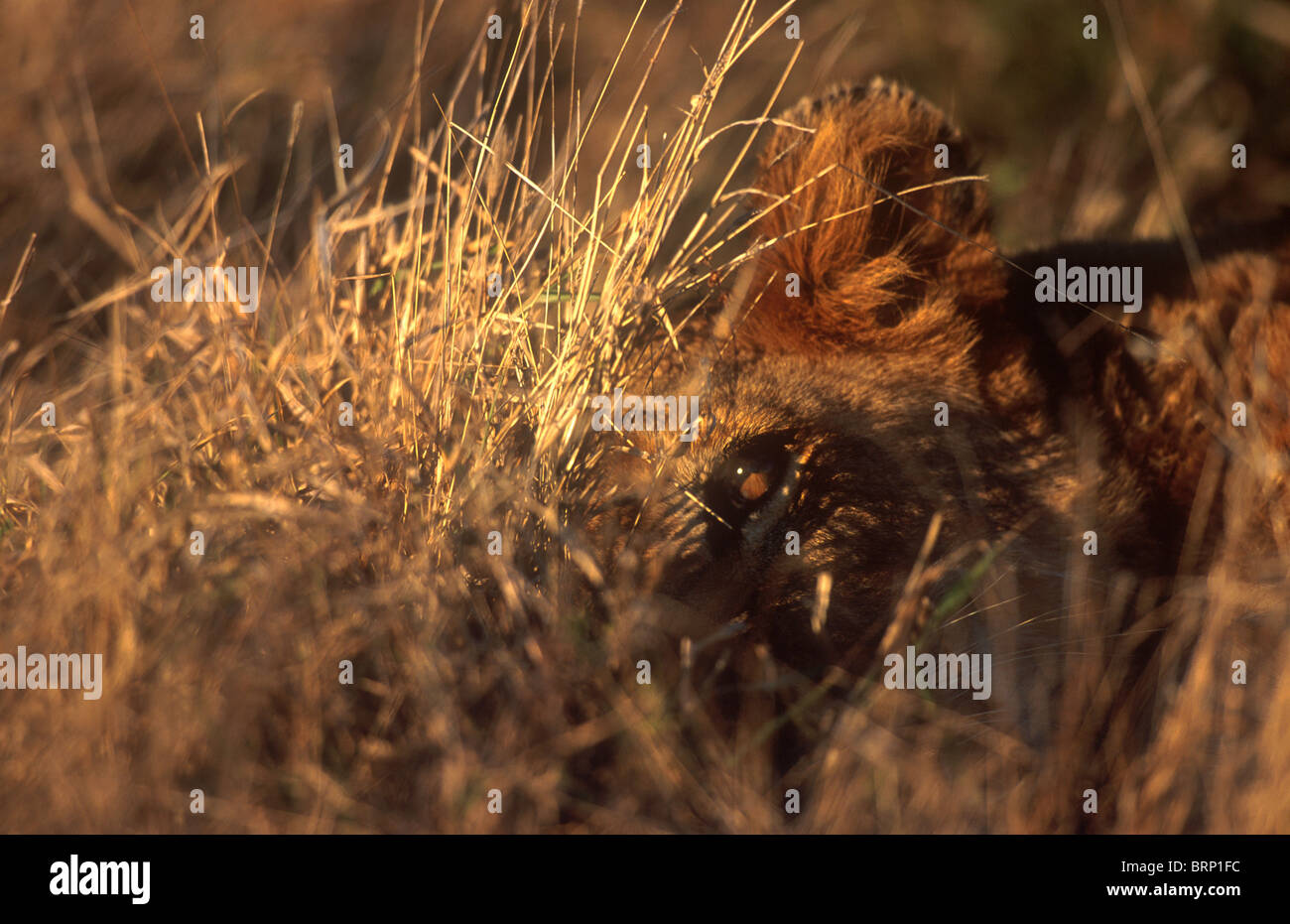 Un leone sdraiato in erba è molto ben nascosto e difficile da vedere Foto Stock
