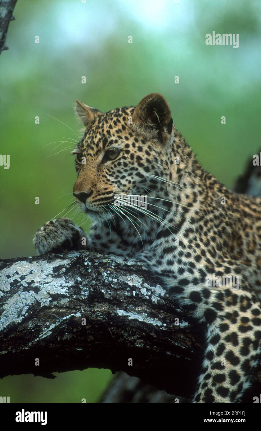 Leopard comodamente sdraiato sul ramo di un albero di Acacia Foto Stock