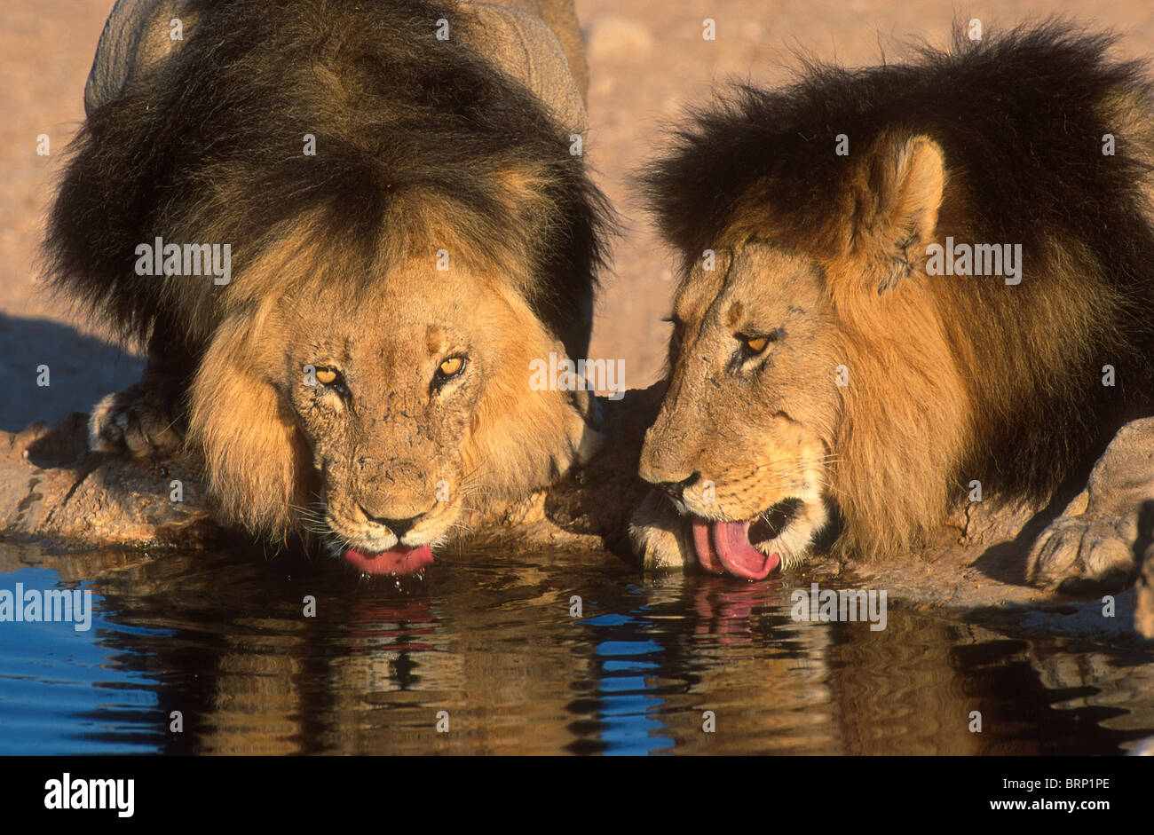 Due maschio nero-maned lions a bere un waterhole Foto Stock