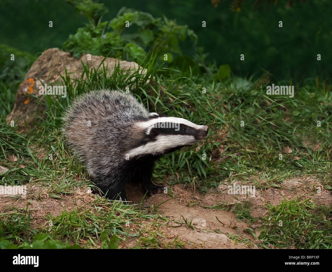 Badger Cub guardando Foto Stock