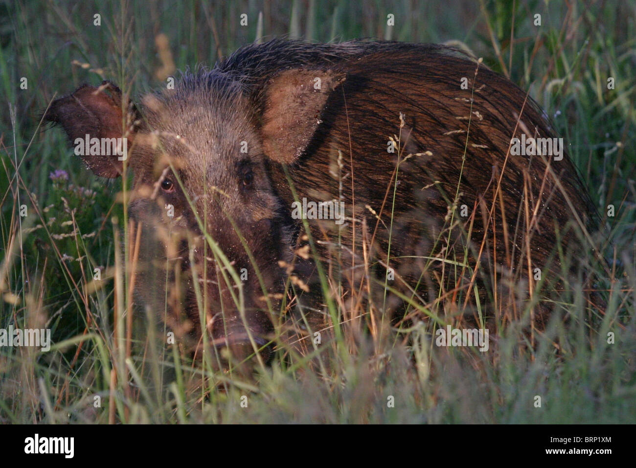 Bushpig avvolto a ricciolo e nascosti tra erba lunga Foto Stock