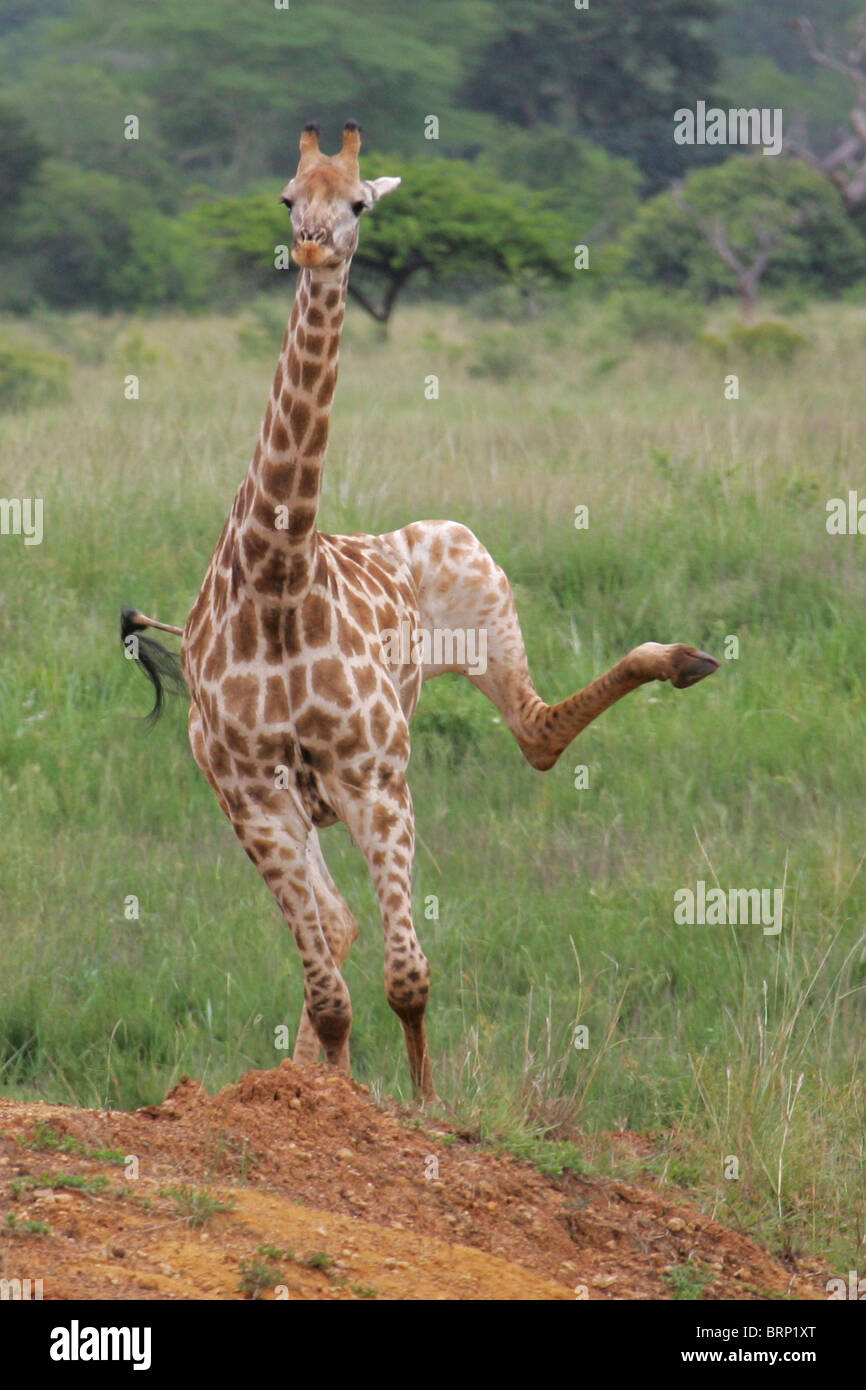 La giraffa in esecuzione con zoccolo fuori a calci a lato Foto Stock