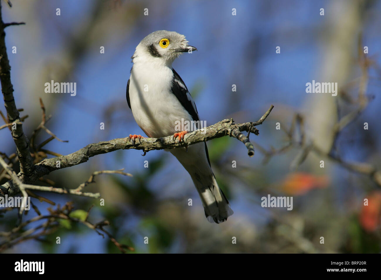 Helmeted Shrike appollaiato su un ramo Foto Stock