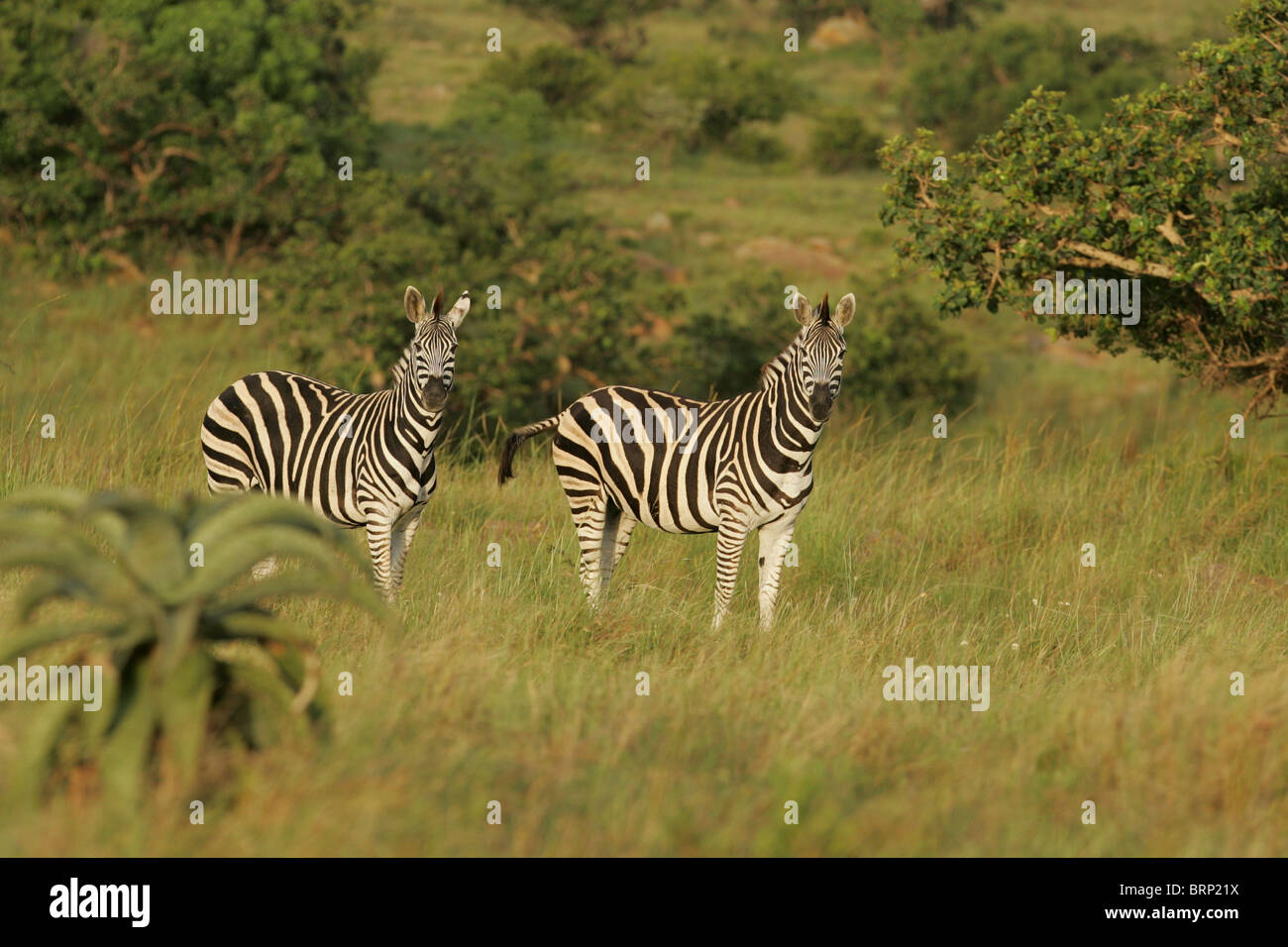 Due della pianura zebre in piedi insieme tra la vegetazione verde Foto Stock