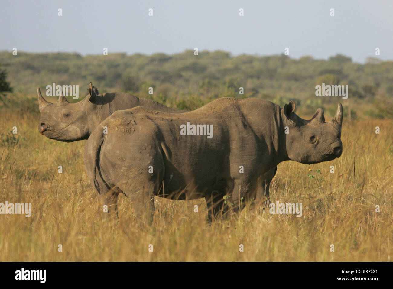 Due Rinoceronte nero adulti in piedi da estremità a estremità Foto Stock
