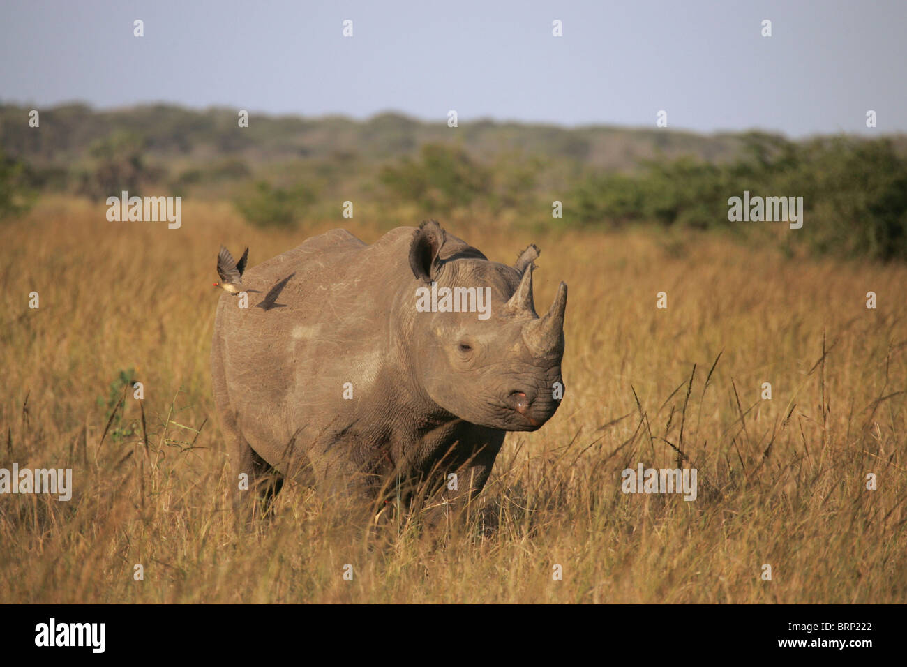 Rinoceronte nero da sé in piedi lungo erba secca Foto Stock