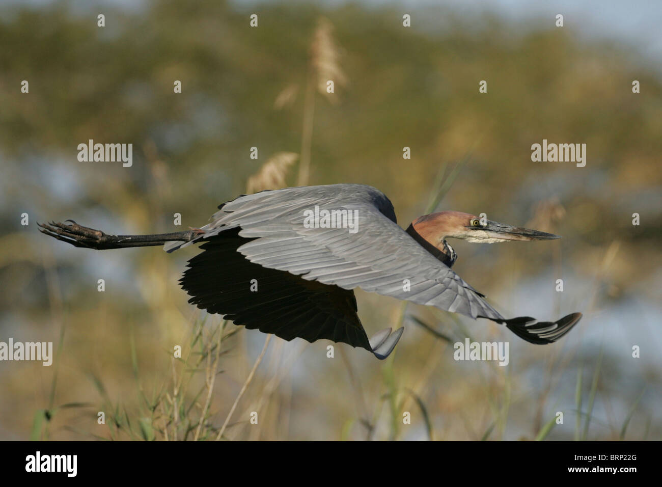 Goliath Heron in volo Foto Stock