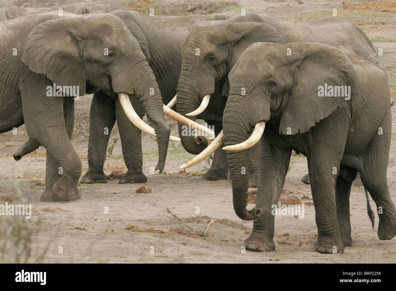 Elefante africano tori con grandi zanne raccolte Foto Stock