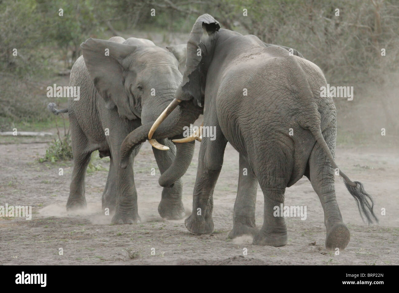 Due Elefante africano (Loxodonta africana) combattimenti Foto Stock