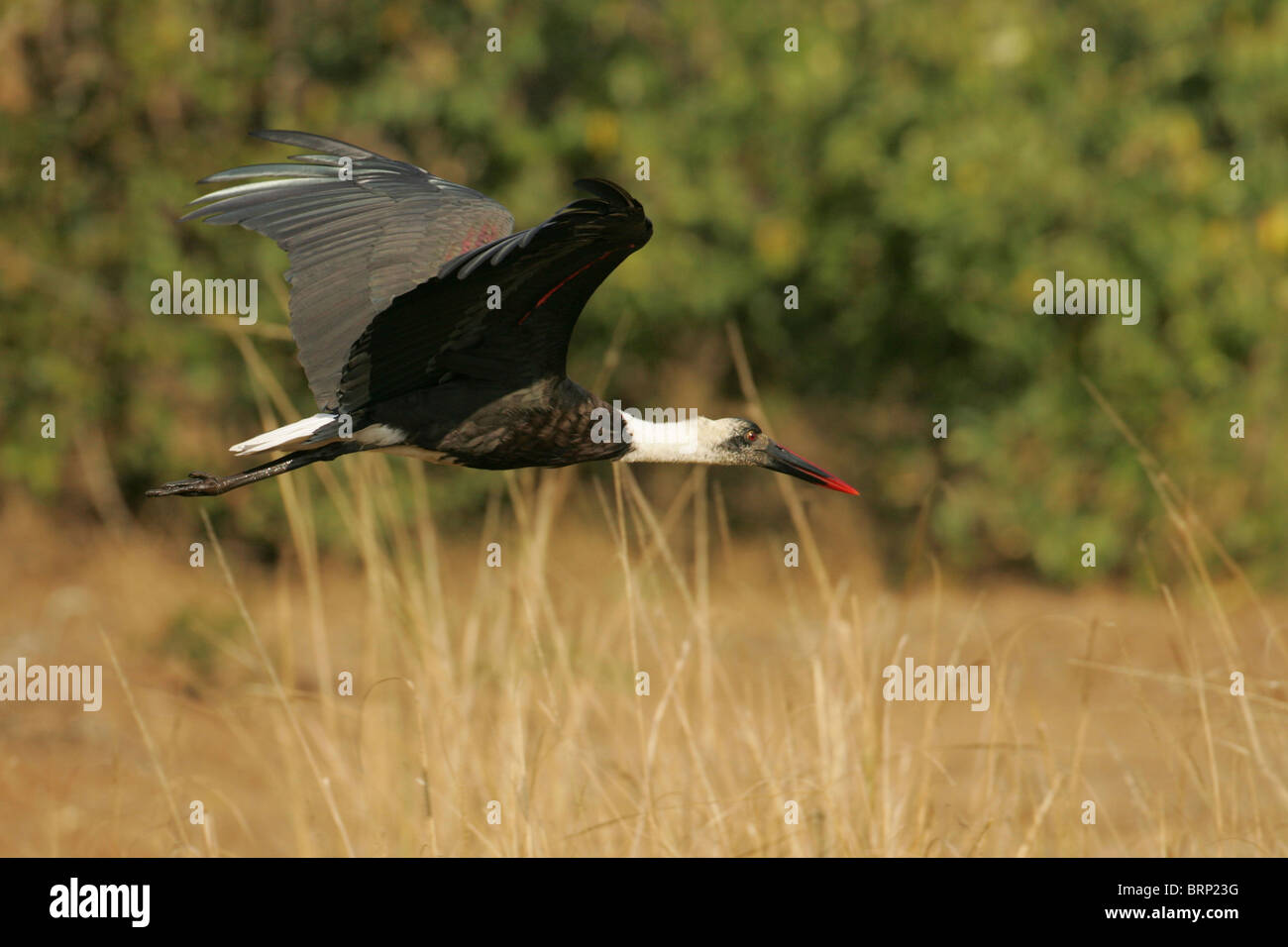 Woolly-Necked cicogna in volo su lunghe erba secca Foto Stock