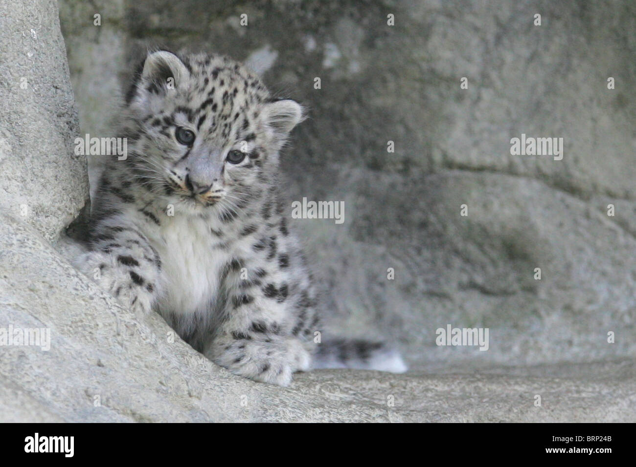 leopardo delle nevi cucciolo - 1 Cucciolo di leopardo delle nevi immagini e fotografie stock ad alta risoluzione - Alamy