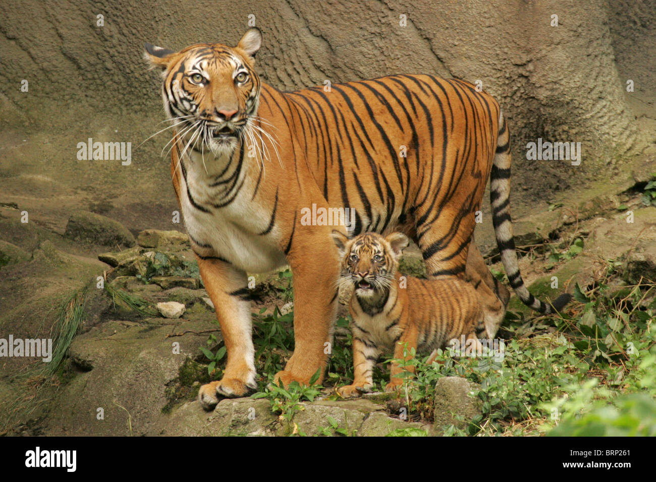 Tiger: la malese madre con il suo cucciolo in piedi insieme su una roccia Foto Stock