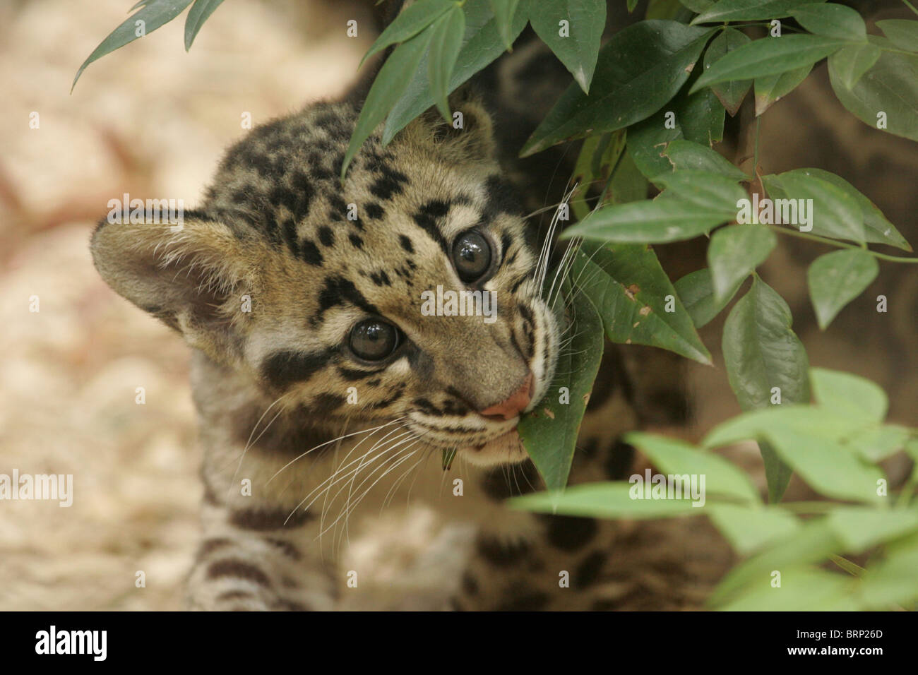 Il leopardo nuvola cub masticare su una foglia Foto Stock