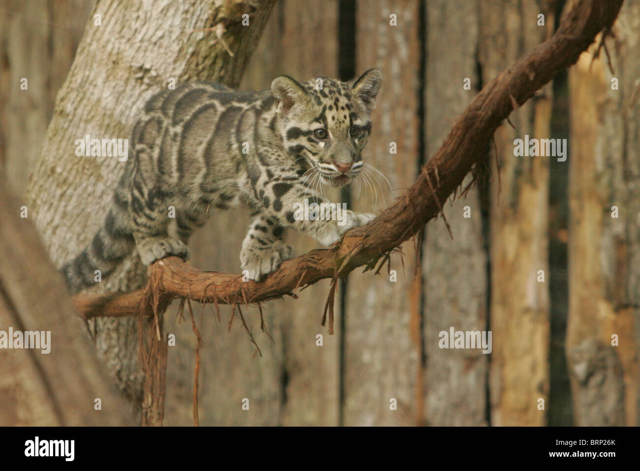 Il leopardo nuvola cub camminando su un ramo di stretta Foto Stock